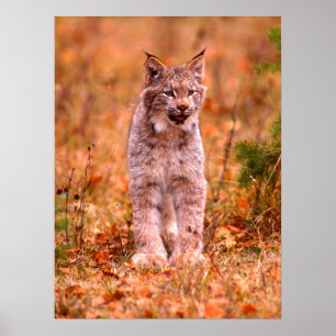 Poster Chasse Bobcat   Forêt d'automne