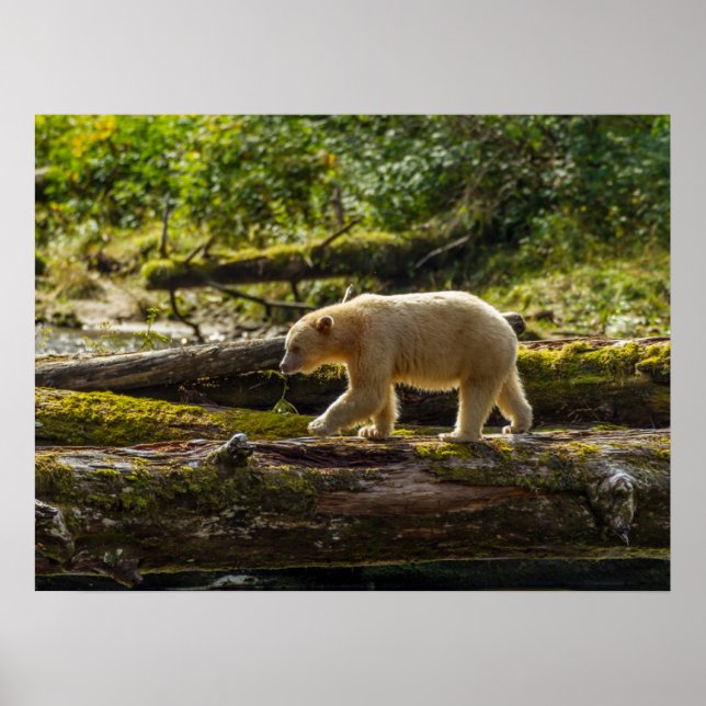Poster Chasses aux ours de l'Esprit Blanc (Devant)