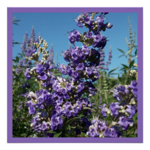 Poster Chaste Arbre Fleurs violettes