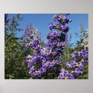 Poster Chaste Arbre Fleurs violettes