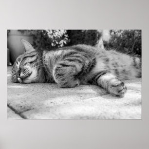 Poster chat