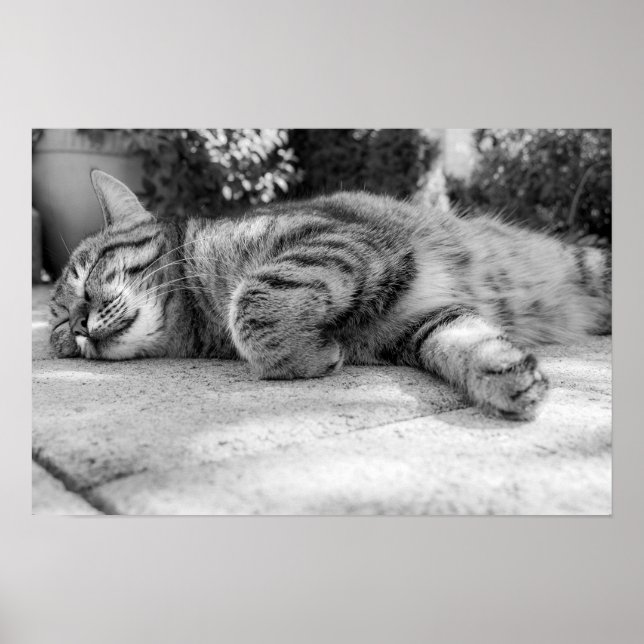 Poster chat (Devant)