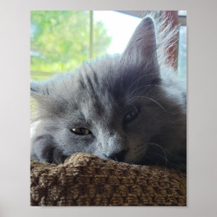 Poster Chat à cheveux longs bleu russe Nebelung