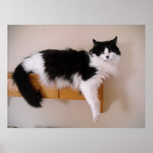 Poster Chat à poil noir et blanc