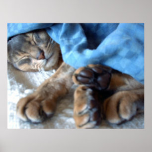 Poster Chat Aby bleu dormant en bleu