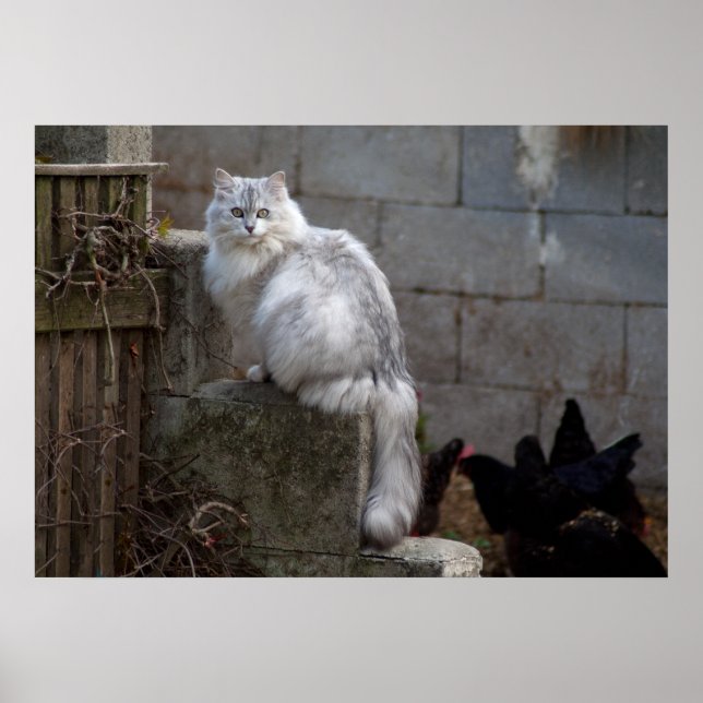 Poster Chat Angora gris-blanc (Devant)