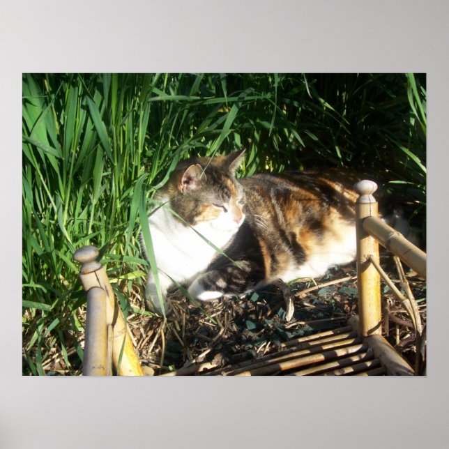 Poster Chat assis dans l'herbe Imprimer (Devant)