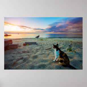Poster Chat Assis Sur Une Plage