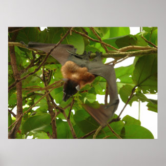 Poster Chat aux fruits