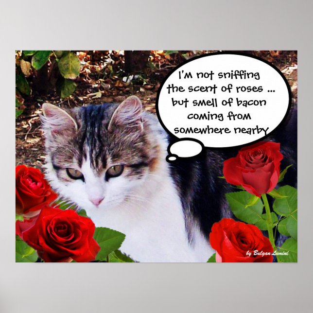 POSTER CHAT AUX ROSES ROUGES (Devant)
