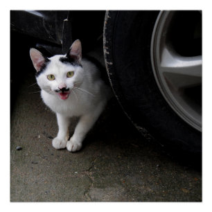 Poster Chat avec Moustache