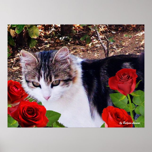 POSTER CHAT AVEC ROSES ROUGES (Devant)