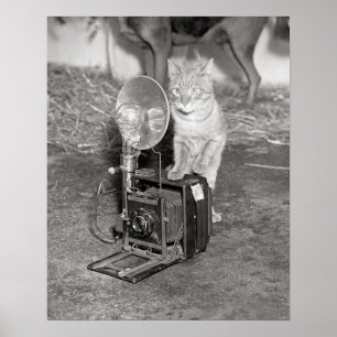 Poster Chat avec un appareil photo, 1936. Photo ancienne