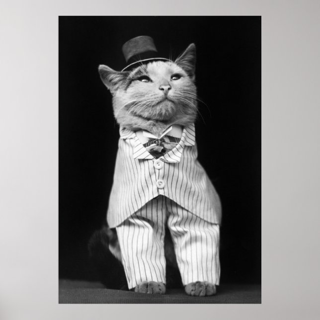 Poster Chat avec un Casquette, 1906 (Devant)