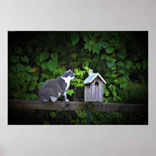 Poster Chat & Birdhouse, (Devant)