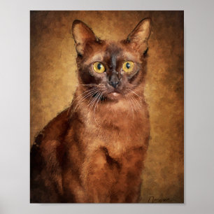 Poster Chat birman brun