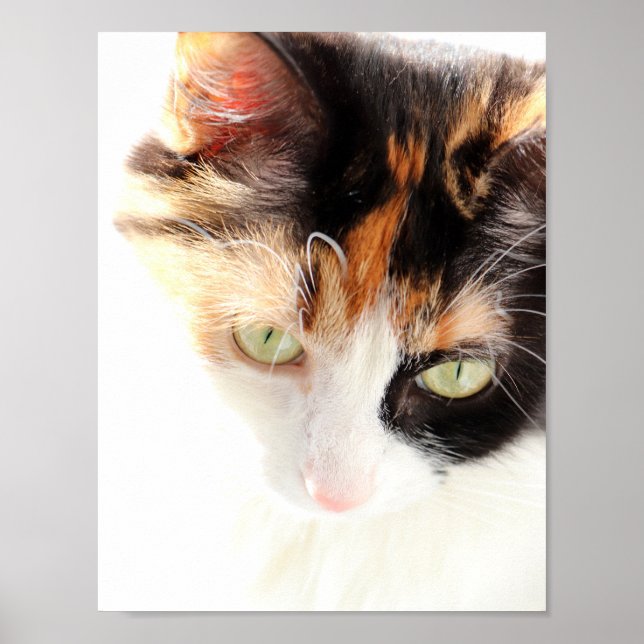 Poster Chat calico (Devant)