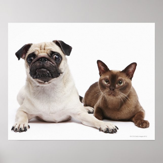 Poster Chat carlin et birman (Devant)