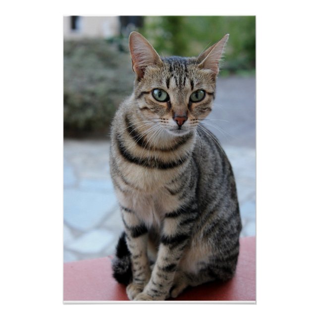 Poster chat, chat tigre, chaton (Devant)