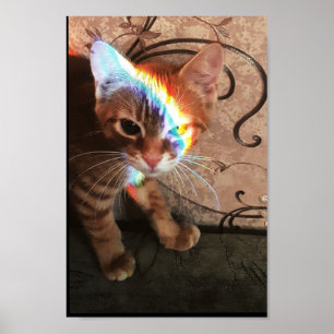 Poster chat, chats, drôle, mignonette, chaton, chaton, ch