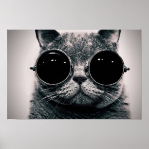 Poster Chat cool
