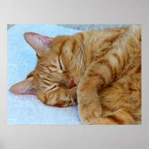 Poster Chat couché