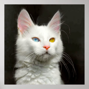 Poster CHAT D'ANGORE turque