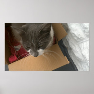 Poster Chat dans la boîte