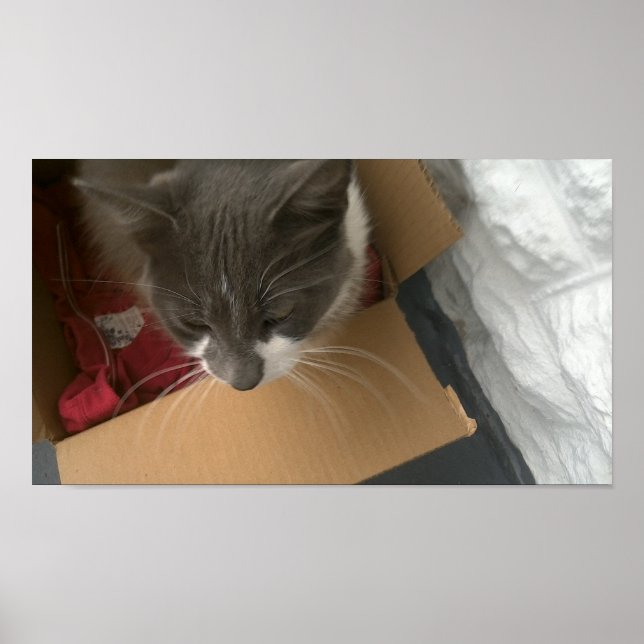 Poster Chat dans la boîte (Devant)