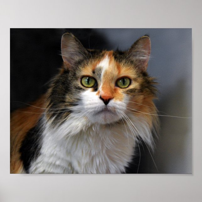 Poster Chat de Calico (Devant)