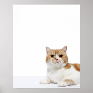 Poster Chat de pli d'écossais