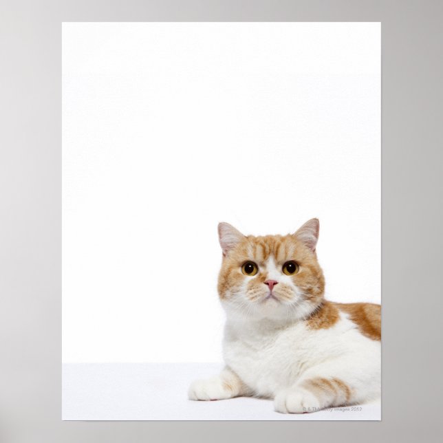 Poster Chat de pliage écossais (Devant)