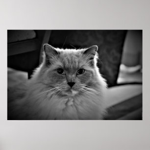 Poster Chat de poupée,
