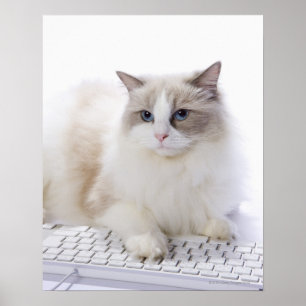 Poster Chat de Ragdoll sur le clavier d'ordinateur