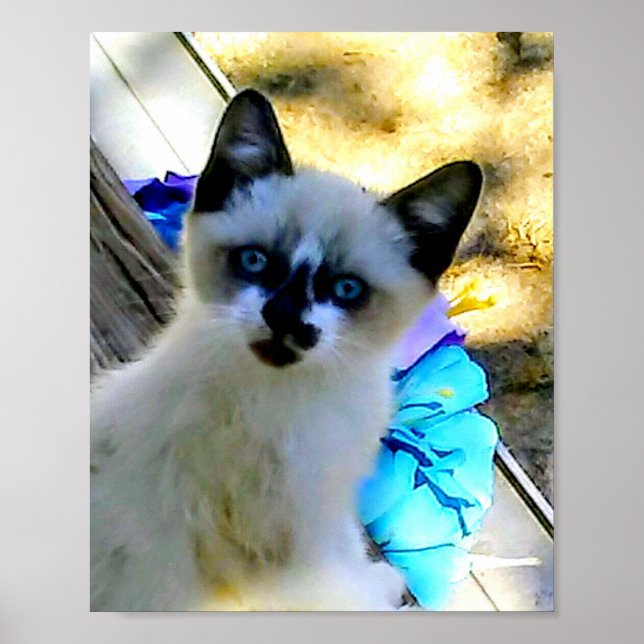 Poster Chat de raquettes (Devant)