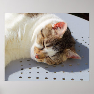 Poster Chat dormant dans un jardin