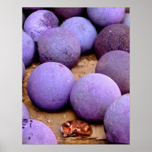 Poster chat égaré dans les boules de canon