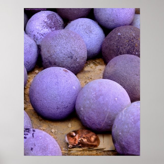 Poster chat errant dans les boules de canon (Devant)