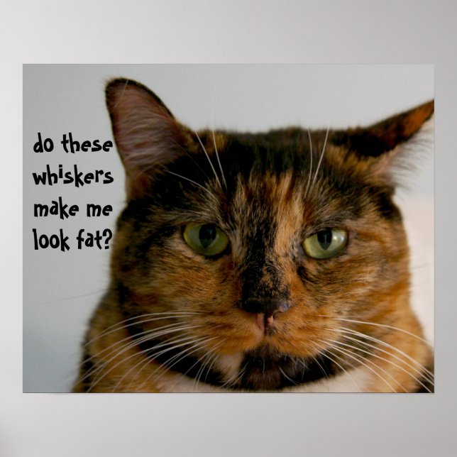 Poster Chat gras avec attitude, drôle d'affiche de chat (Devant)