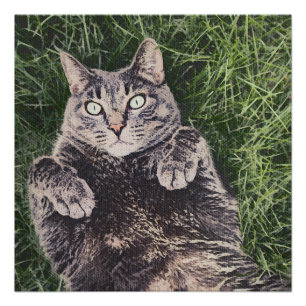 Poster chat gris allongé dans l'herbe