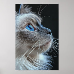 Poster Chat gris aux yeux bleus