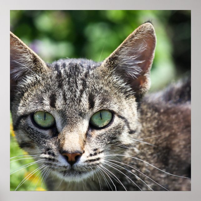 Poster Chat Gris avec yeux verts (Devant)