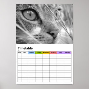 Poster Chat gris et blanc sur un vert / Timetable