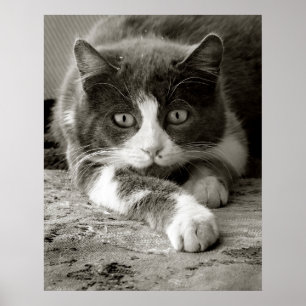 Poster Chat Joueur noir et blanc