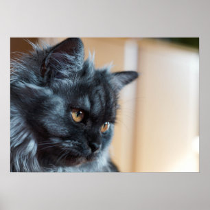 Poster Chat magnifique