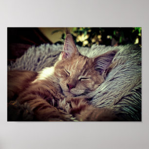 Poster Chat Maine Coon couché sur le canapé