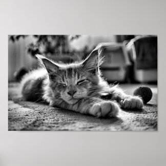 Poster Chat Maine Coon dormant noir et blanc