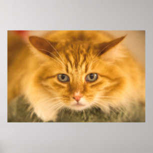 POSTER CHAT MAINE COON STARE DOUBLE