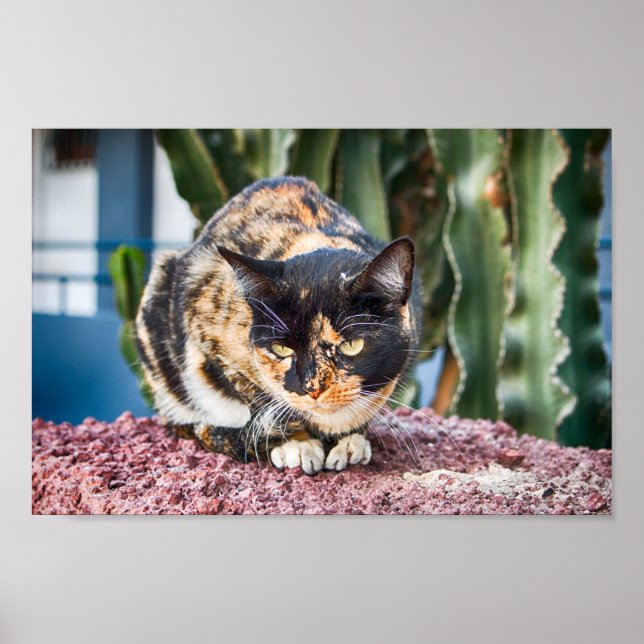 Poster Chat Maspalomas (Devant)