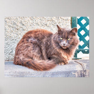 Poster Chat Maspalomas